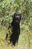 LABRADOR 051